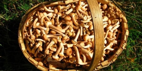 Koliko dugo se pečurke čuvaju nakon berbe: sirove, kuvane, kisele